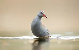 Aquaticus: Water Rail