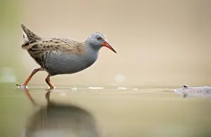 Aquaticus: Water Rail