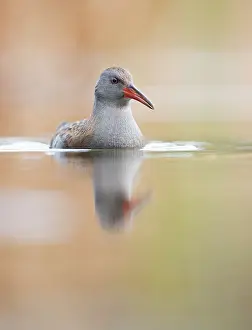 Aquaticus: Water Rail