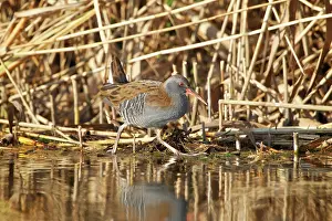 Reedland: Water Rail