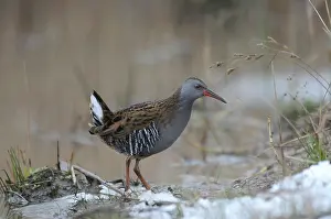 Aquaticus: Water Rail