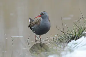 Aquaticus: Water Rail