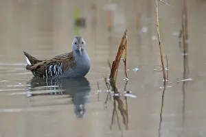 Aquaticus: Water Rail