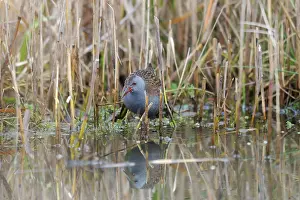 Aquaticus: Water Rail