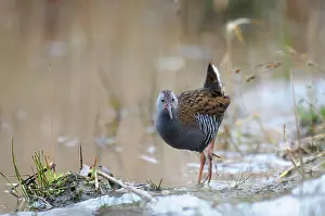 Aquaticus: Water Rail