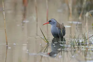 Aquaticus: Water Rail