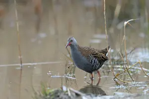 Aquaticus: Water Rail