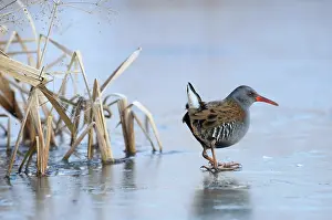 Aquaticus: Water Rail