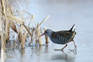 Aquaticus: Water Rail