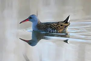 Aquaticus: Water Rail