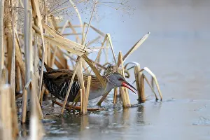 Aquaticus: Water Rail