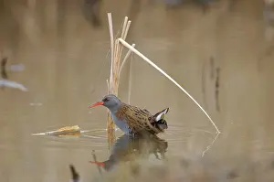 Aquaticus: Water Rail