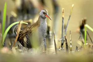 Aquaticus: Water Rail