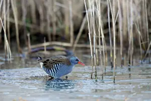 Aquaticus: Water Rail