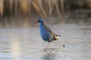 Aquaticus: Water Rail