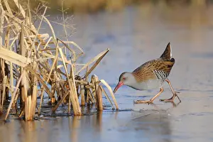 Aquaticus: Water Rail