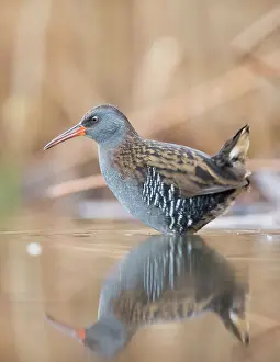 Bacs: Water Rail