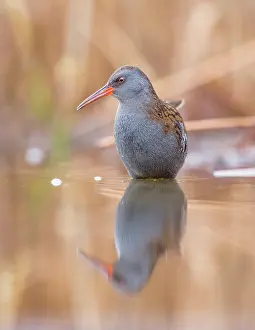 Bacs: Water Rail