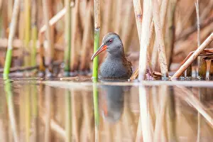 Bacs: Water Rail