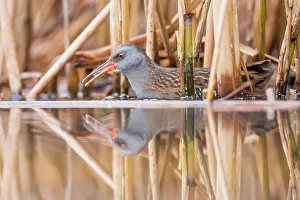 Bacs: Water Rail