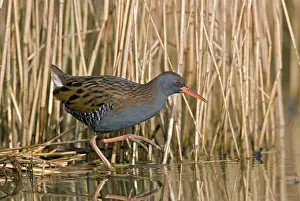 Aquaticus: Water Rail