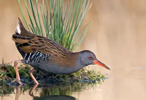 Aquaticus: Water Rail