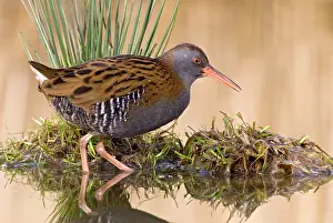 Aquaticus: Water Rail