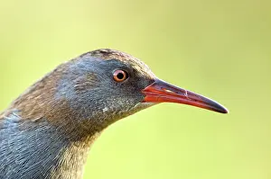 Aquaticus: Water Rail