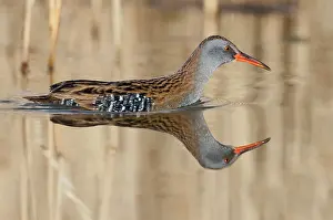 Aquaticus: Water Rail