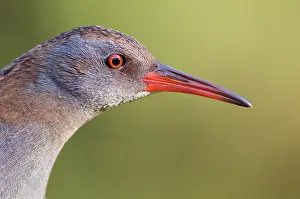 Aquaticus: Water Rail
