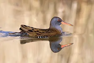 Aquaticus: Water Rail