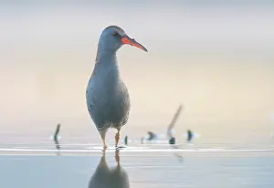 Aquaticus: Water Rail