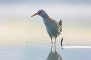 Aquaticus: Water Rail