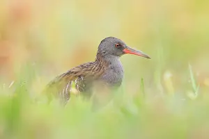 Aquaticus: Water Rail