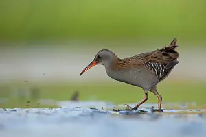 Aquaticus: Water Rail
