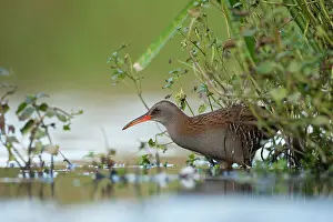Aquaticus: Water Rail