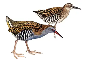 Aquaticus: Water Rail