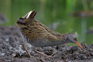 Bogland: Water Rail