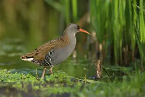 Bogland: Water Rail