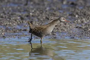 Aquaticus: Water Rail - adult bird - Germany
