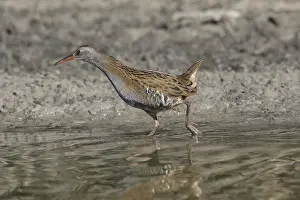 Aquaticus: Water Rail - adult bird - Germany