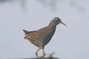 141020: Water rail - adult walking in shallow water - Germany