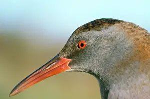 R T Smith: Water Rail - close-up of head