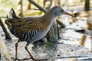 050618: Water Rail - on marsh - Castilla Leon, Spain