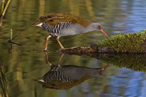 Rail: Water Rail (Rallus aquaticus), Cheshire