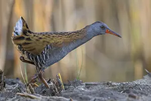 Rail: Water Rail (Rallus aquaticus) foraging