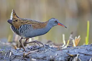 Biosphrenreservat: Water rail (Rallus aquaticus) foraging on the edge