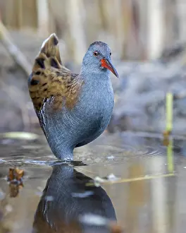 Biosphrenreservat: Water rail (Rallus aquaticus) foraging on the edge