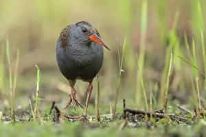 Antwerp: Water Rail (Rallus aquaticus) foraging in march
