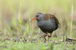 Antwerp: Water Rail (Rallus aquaticus) foraging in march
